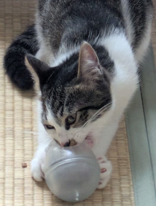 猫の知恵