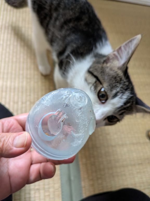 ネコの知育玩具