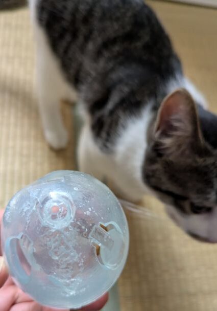 ネコの知育玩具