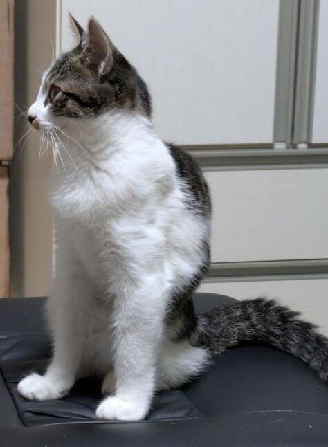 仔猫
