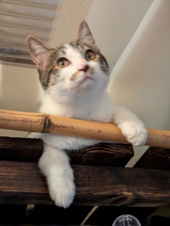 仔猫散歩