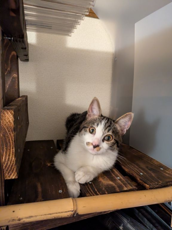 仔猫散歩