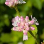 ミゾソバの花