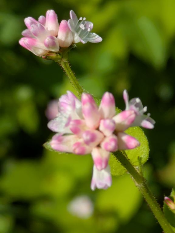 ミゾソバの花