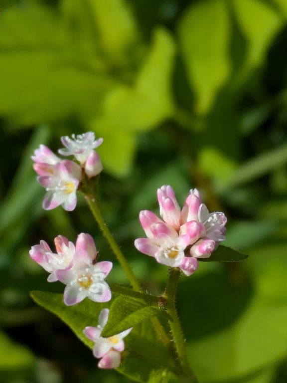ミゾソバの花