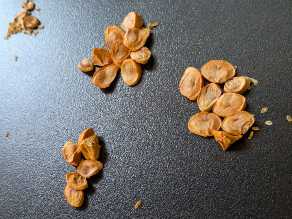 花菖蒲の種