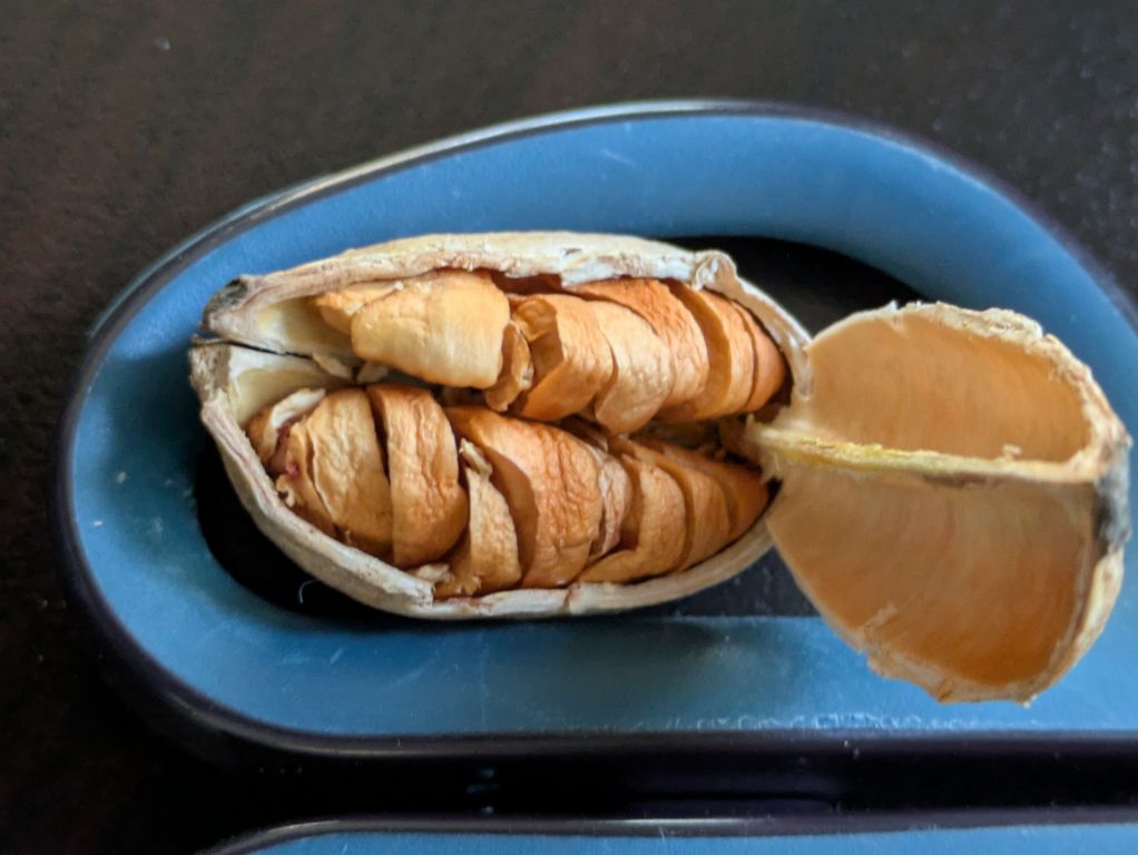 花菖蒲蒴果