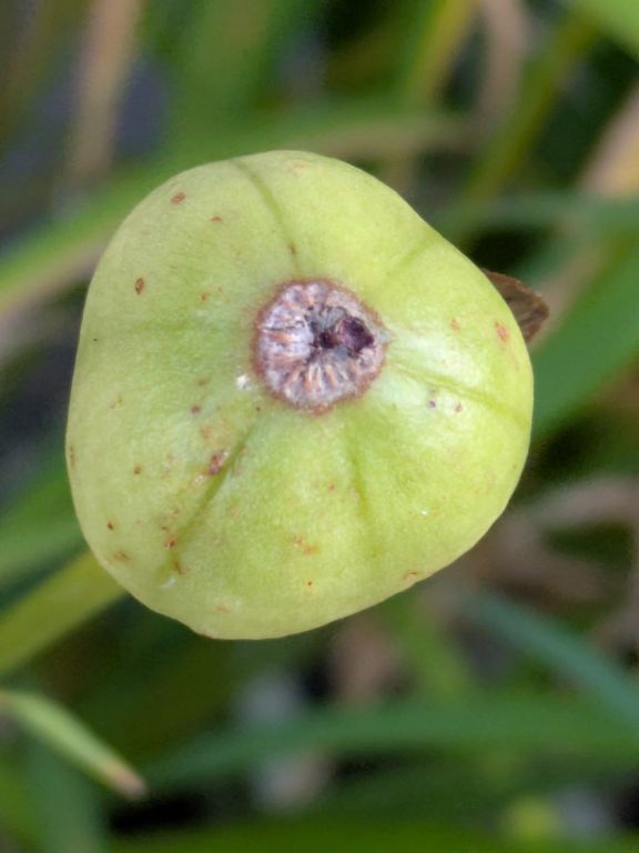 花菖蒲蒴果