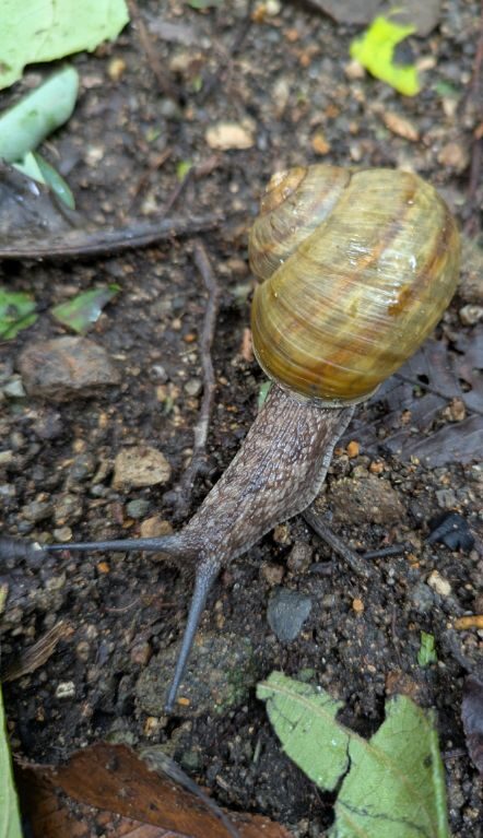 カタツムリ
