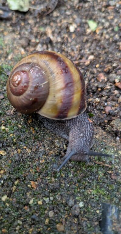 カタツムリ