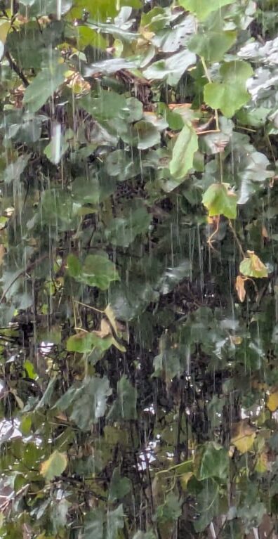 季節の変わり目の雨