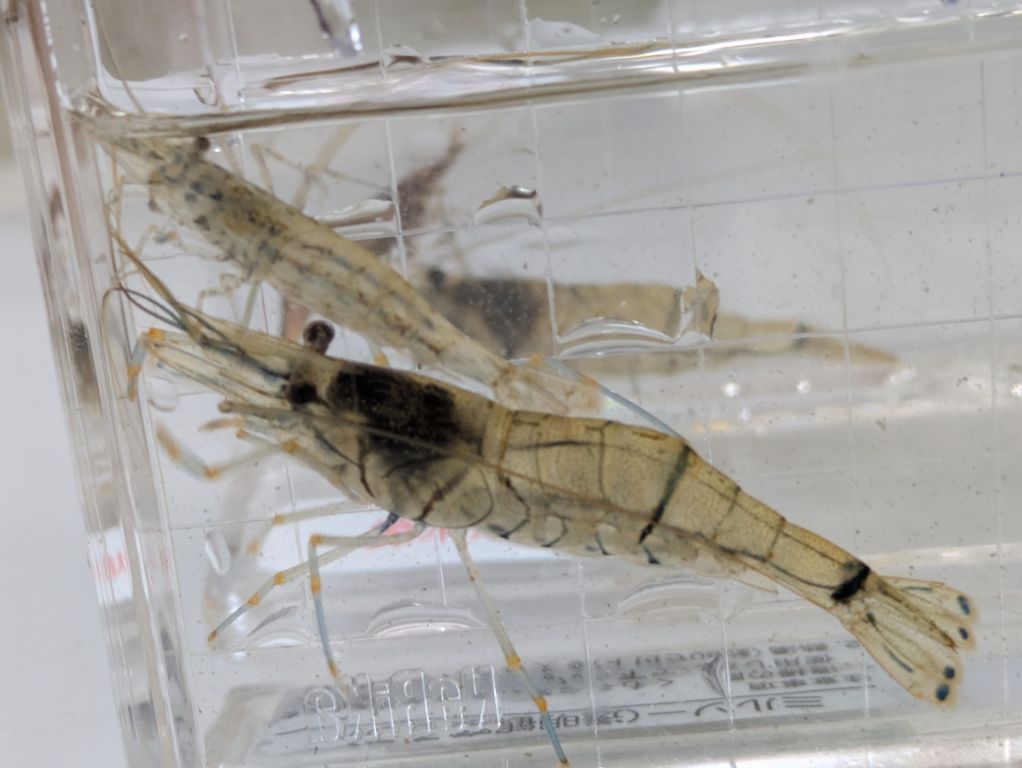 スジエビとヌマエビ