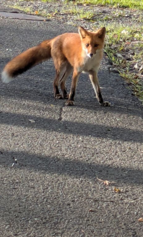 キタキツネ