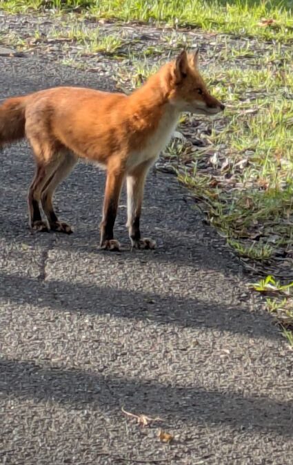 キタキツネ