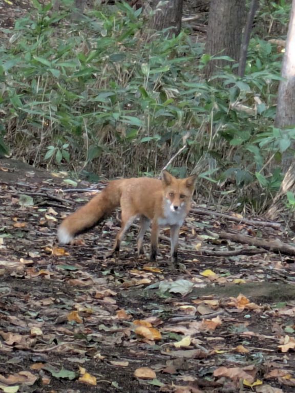 キタキツネ