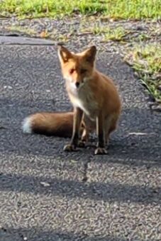 キタキツネ