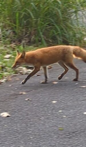 キタキツネ