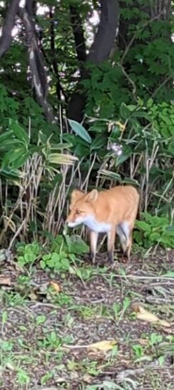 キタキツネ