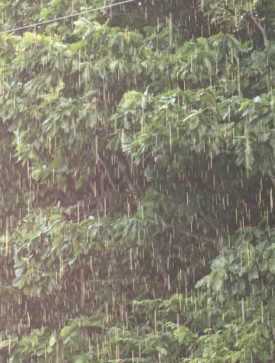 朝の雨