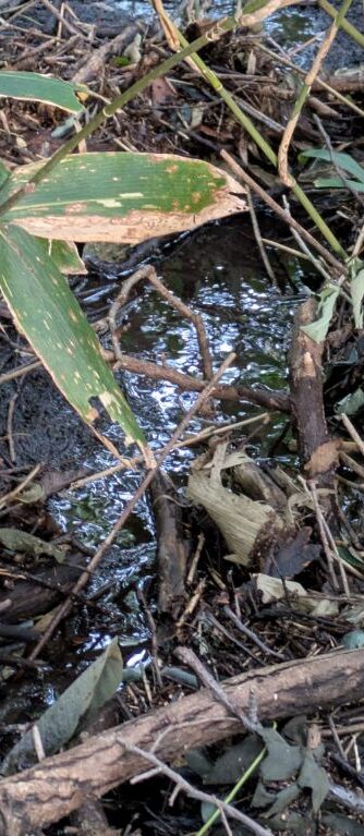 沢の水