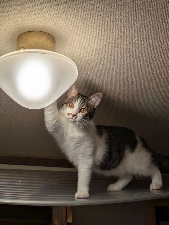 猫　生後四ヶ月