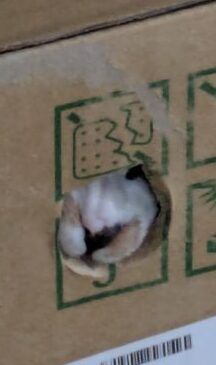 猫　生後四ヶ月