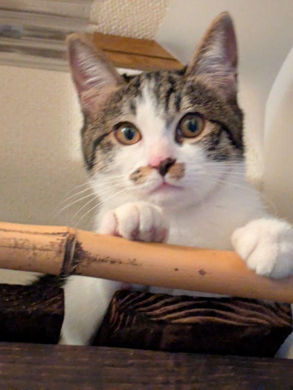 猫　生後四ヶ月