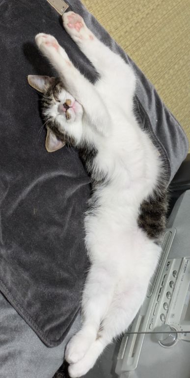 猫　生後四ヶ月