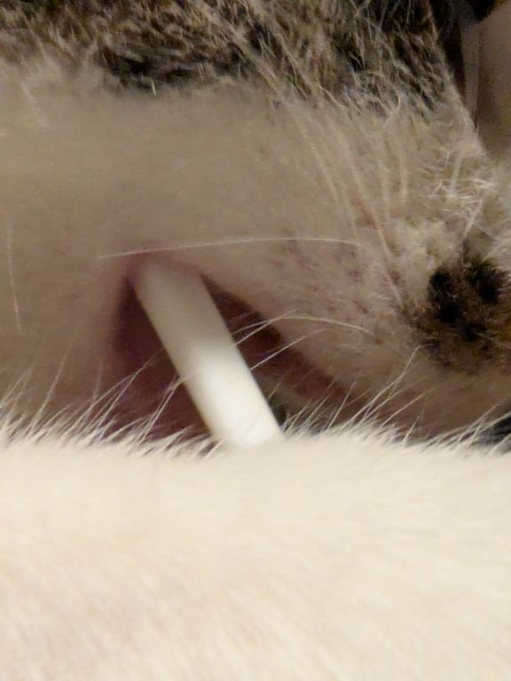 仔猫　歯磨き