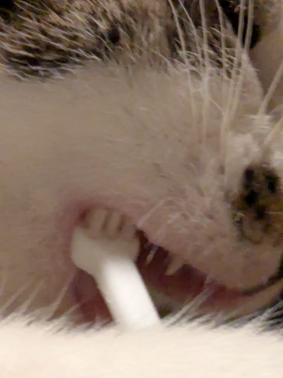 仔猫　歯磨き