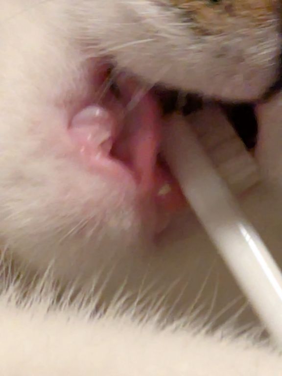 仔猫　歯磨き