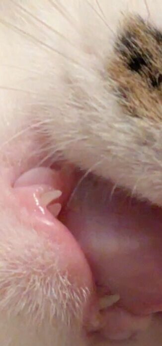 仔猫　歯磨き