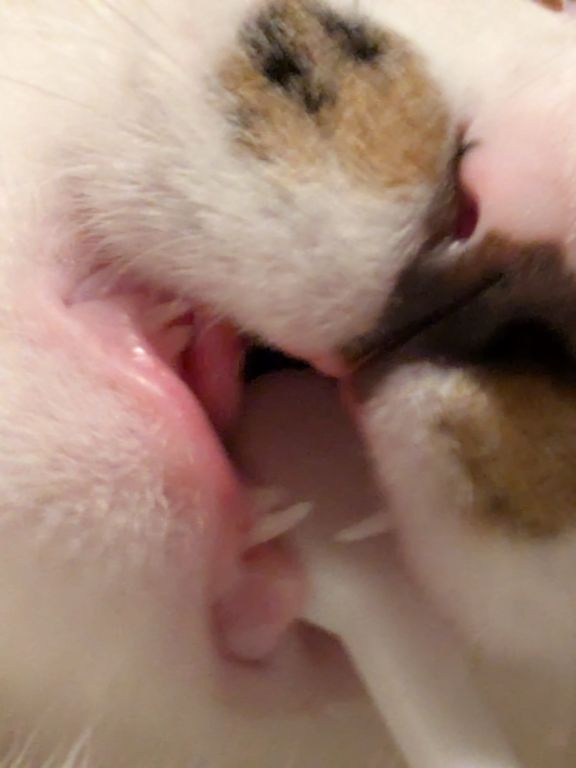 仔猫　歯磨き