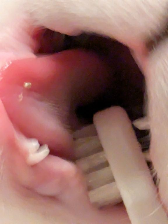 仔猫　歯磨き