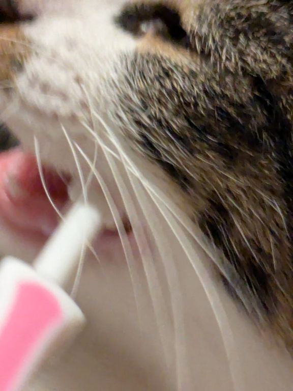 仔猫　歯磨き