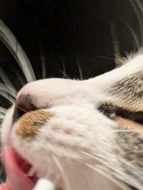 仔猫　歯磨き