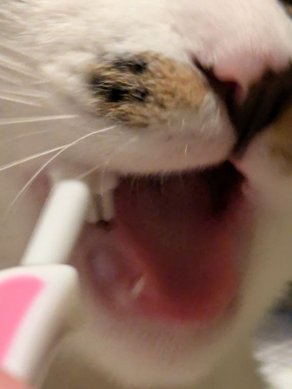 仔猫　歯磨き
