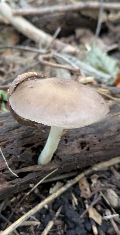秋の木ノ子