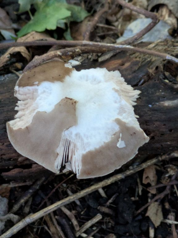 秋の木ノ子