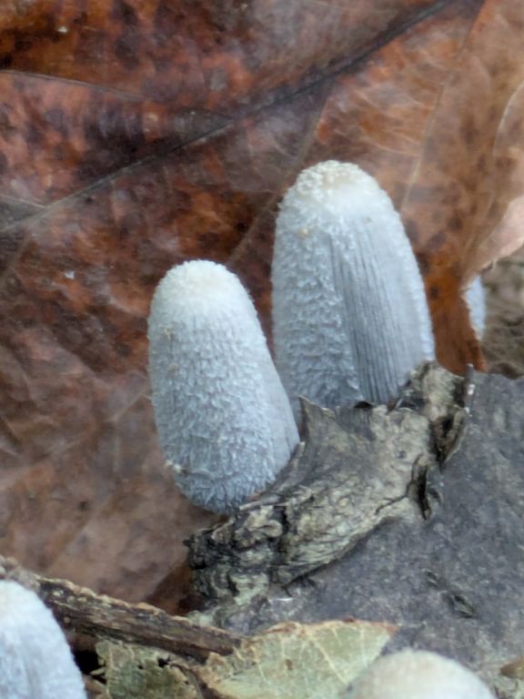 ヒトヨタケ