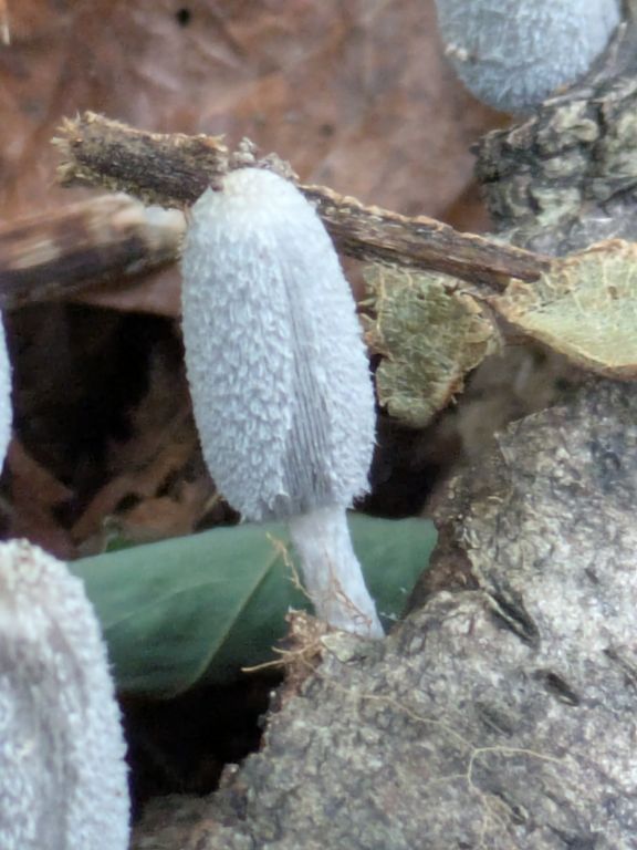 ヒトヨタケ