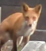 親ギツネ