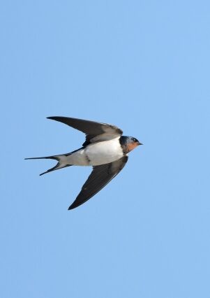 ツバクラメ