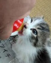仔猫ミルク