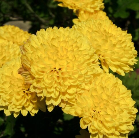 黄菊
