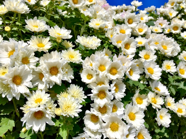 菊