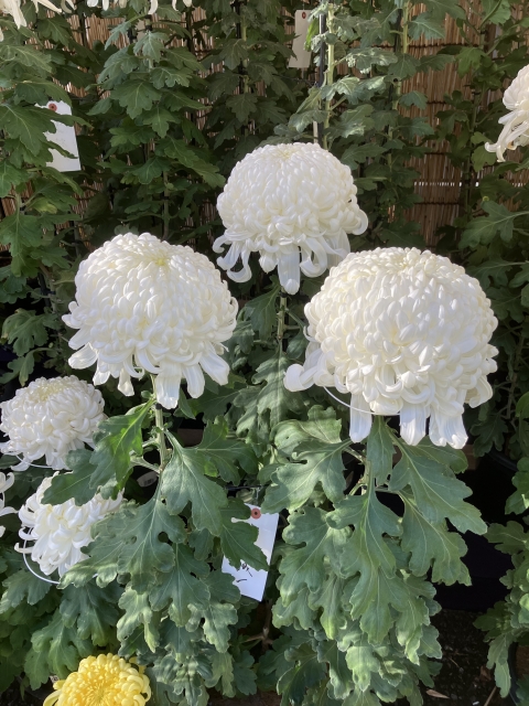 白菊