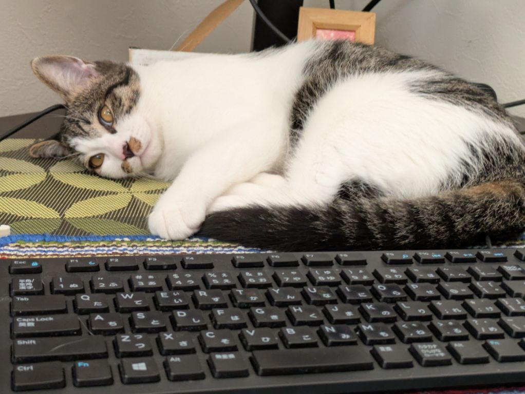 仔猫とパソコン