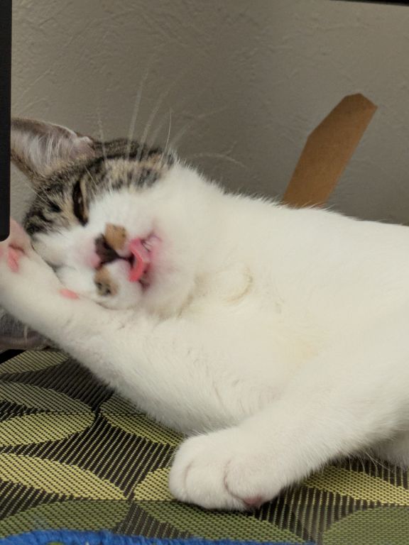 仔猫