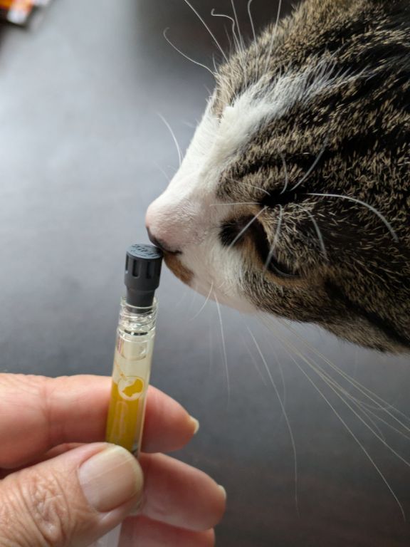 猫用内外部寄生虫駆除剤ネクスガード